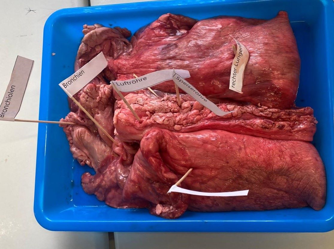 Lunge seziert