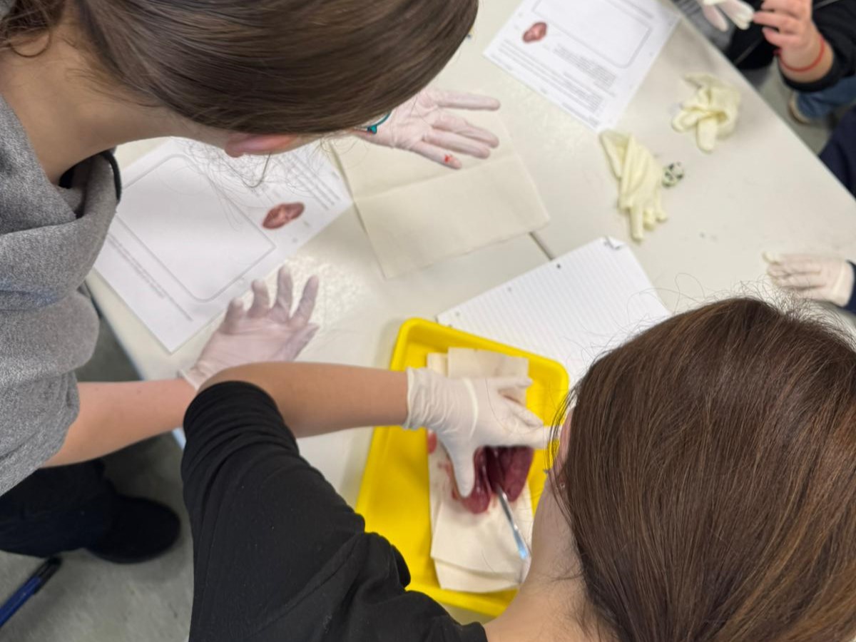 Schuelerinnen sezieren Herz